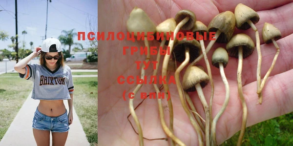 прущие грибы Киреевск